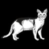 Abyssinian01NC2bw