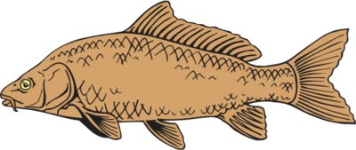 Fish Carp