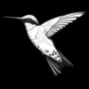 Hummingbird01NC2bw