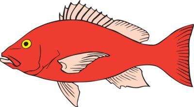 Fish RedSnapper