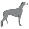 Greyhound01NC2clr