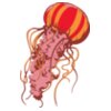 SNttlJllyfish01NC2clr