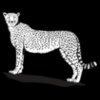 Cheetah01NC2bw