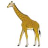 Giraffe01NC2clr