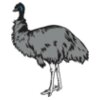 Emu01NC2clr
