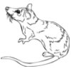 Mice-Rodents-Rats